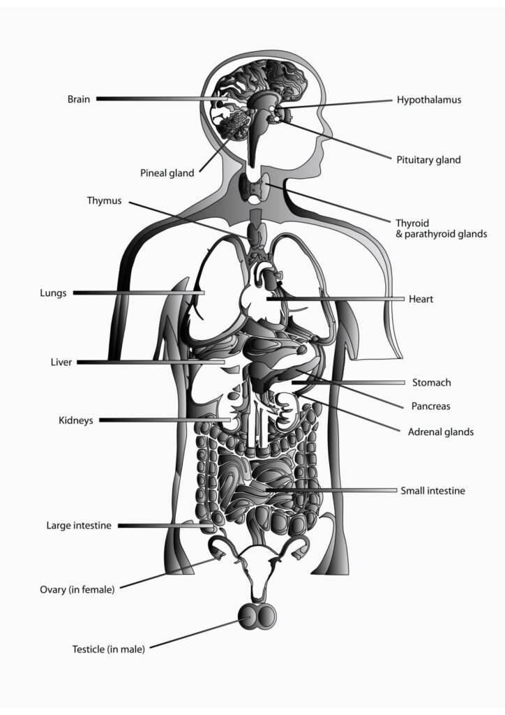 SPIRITUAL SCIENTIST HUMAN BODY WHITE 01 1 Pdf 724x1024